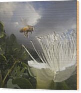 Honey Bee Apis Mellifera Approaching Wood Print