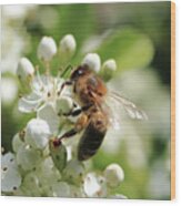 Honey Bee On White Flowers Wood Print