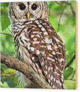 Hoot Owl Wood Print