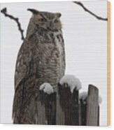 Hooter On Guard Duty Wood Print