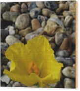 Horned Poppy And Pebbles Wood Print
