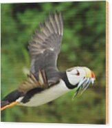 Horned Puffin Wood Print