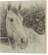 Horse - Antique Wood Print