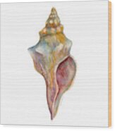 Horse Conch Shell Wood Print