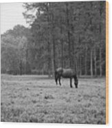Horse In Pasture Wood Print