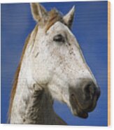 Horse Portrait Wood Print