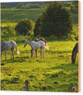 Horses Grazing In Evening Light Wood Print