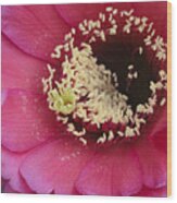 Hot Pink Cactus Bloom Wood Print