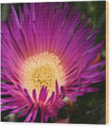 Hot Pink Ice Cactus Flower Wood Print
