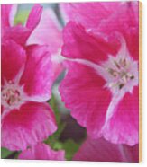 Hot Pink Dianthus Wood Print