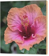 Hot Pink Hibiscus Wood Print