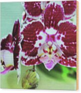 Hot Pink Moth Orchid Close Up Wood Print