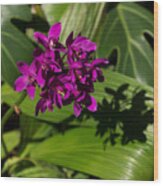 Hot Pink Orchids - Exotic Tropical Shadows Wood Print