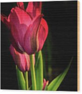 Hot Pink Tulip On Black Wood Print