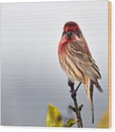 House Finch In Autumn Rain Wood Print