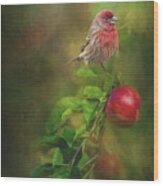 House Finch On Apple Branch Wood Print