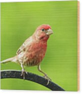 House Finch School Picture Wood Print