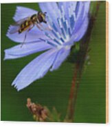 Hover Fly And Chicory Wood Print