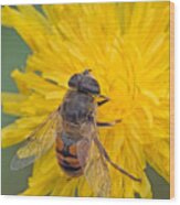 Hover Fly On Sow Thistle Wood Print