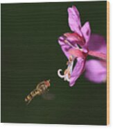 Hoverfly In Flight Wood Print