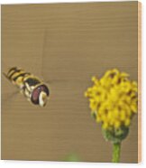 Hoverfly Wood Print