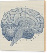 Human Brain Anatomy Diagram Wood Print