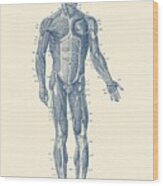 Human Muscle System - Vintage Anatomy Print Wood Print