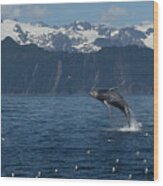 Humback Whale Arching Breach Wood Print