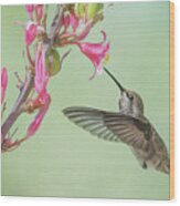 Hummingbird 0553-051318-1cr Wood Print