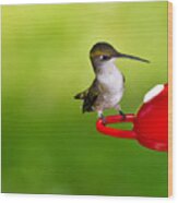 Hummingbird 4 Wood Print