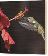Hummingbird And Hibiiscus Wood Print