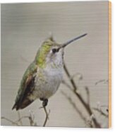 Anna's Hummingbird Wood Print