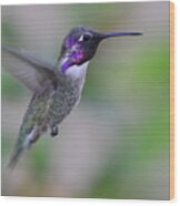 Hummingbird Flight Wood Print