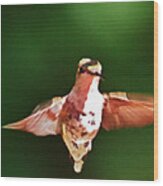 Hummingbird Hover Wood Print
