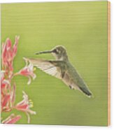 Hummingbird In Morning Light Wood Print