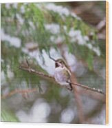 Hummingbird In Winter Wood Print