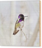 Hummingbird Larger Background Wood Print