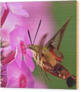 Hummingbird Moth Feeding 1 Wood Print