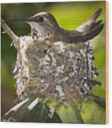 Hummingbird Nesting Wood Print