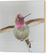 Hummingbird Stretch Wood Print