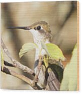 Hummingbird Watching The Watcher Wood Print