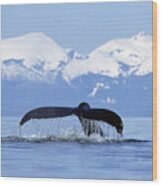 Humpback Whale Megaptera Novaeangliae Wood Print