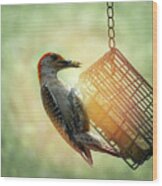 Hungry Woodpecker Wood Print