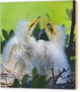 Hungry Egret Chicks Wood Print