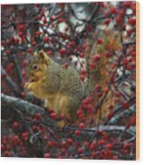 Hungry Squirrel - Squirrel Dining On  Brilliant Red Crabapples In Late Autumn Wood Print
