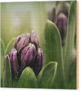Hyacinth For Micah Wood Print