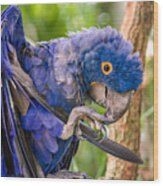 Hyacinth Macaw Wood Print
