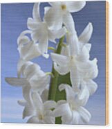 Hyacinth. Wood Print