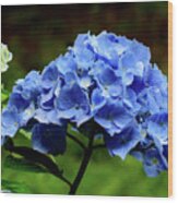Hydrangea In Blue Wood Print