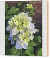 Hydrangea #whatsblooming #flowers Wood Print
